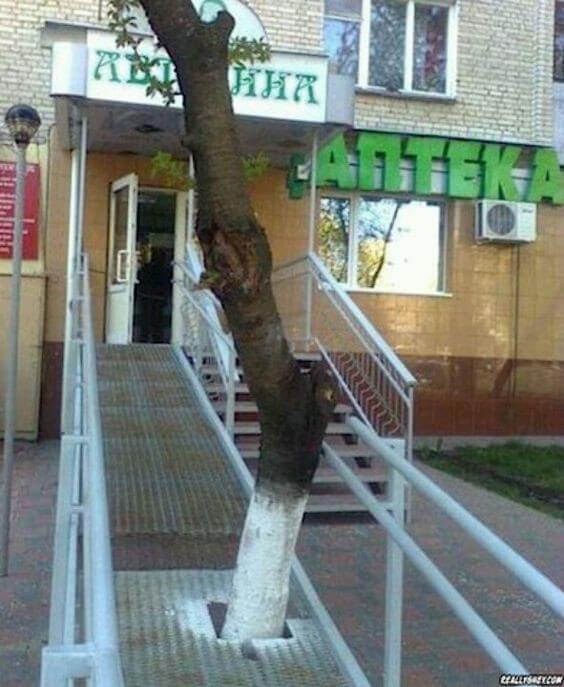 Tree situated in the middle of an accessibility ramp